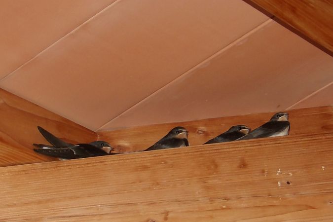 Hirondelle rustique  - Yvan Le Cossec