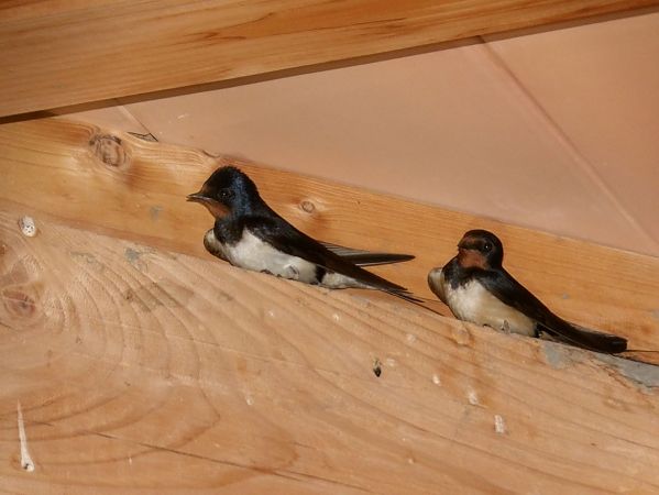 Hirondelle rustique  - Yvan Le Cossec