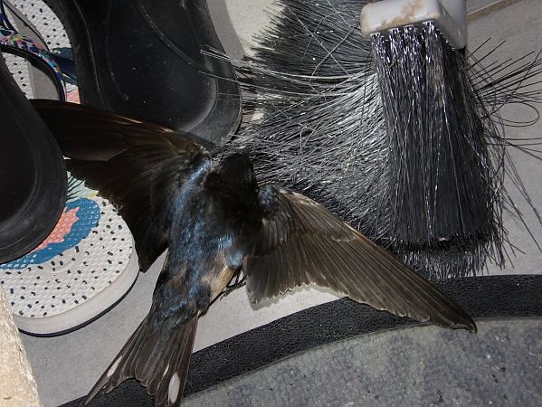 Hirondelle rustique  - Yvan Le Cossec