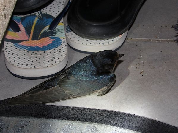 Hirondelle rustique  - Yvan Le Cossec