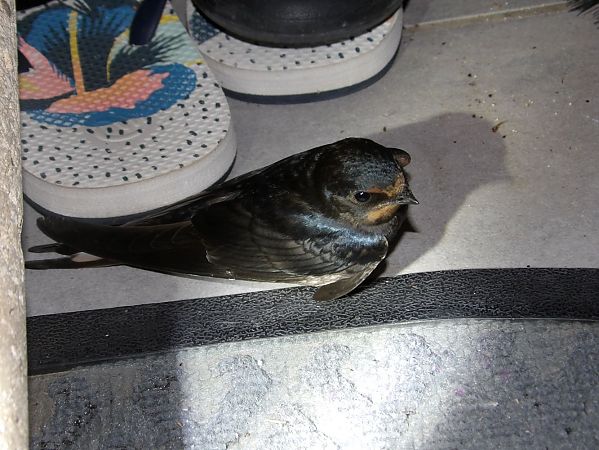 Hirondelle rustique  - Yvan Le Cossec