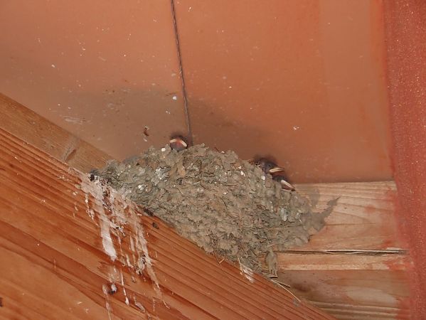 Hirondelle rustique  - Yvan Le Cossec