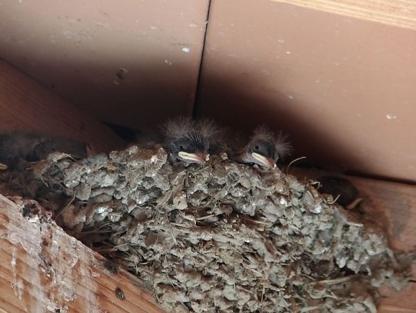 Hirondelle rustique  - Yvan Le Cossec