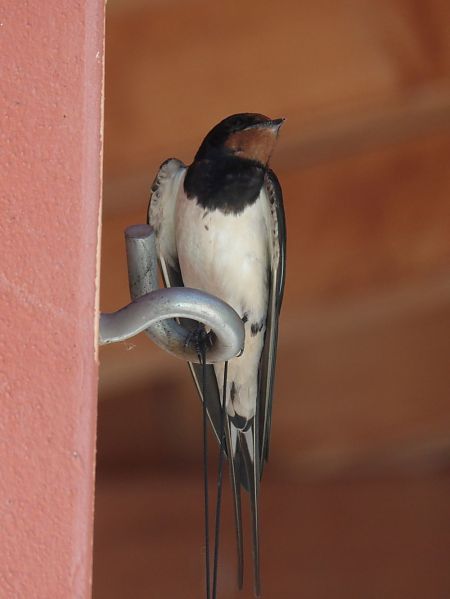 Hirondelle rustique  - Yvan Le Cossec