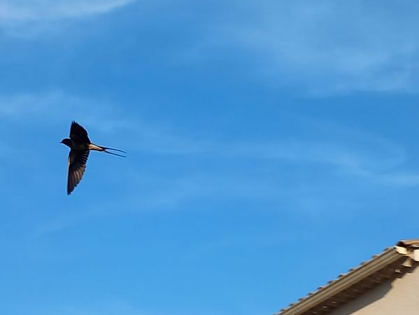 Hirondelle rustique  - Yvan Le Cossec