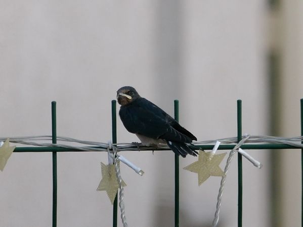 Hirondelle rustique  - Yvan Le Cossec