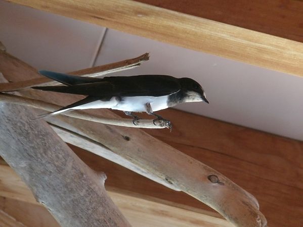 Hirondelle rustique  - Yvan Le Cossec