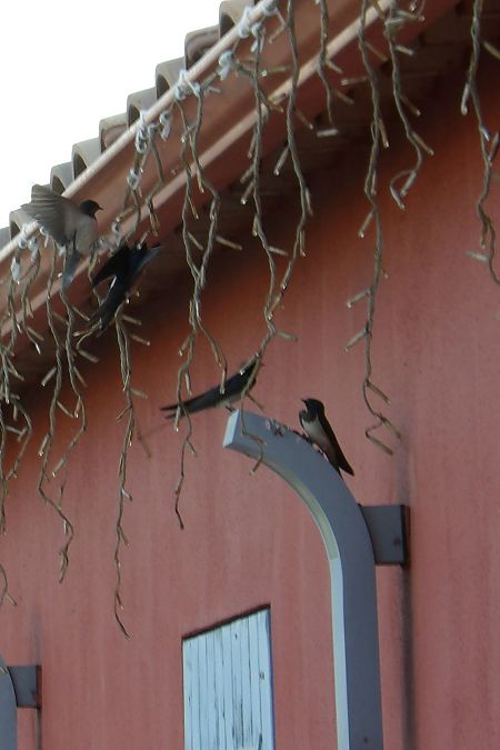 Hirondelle rustique  - Yvan Le Cossec