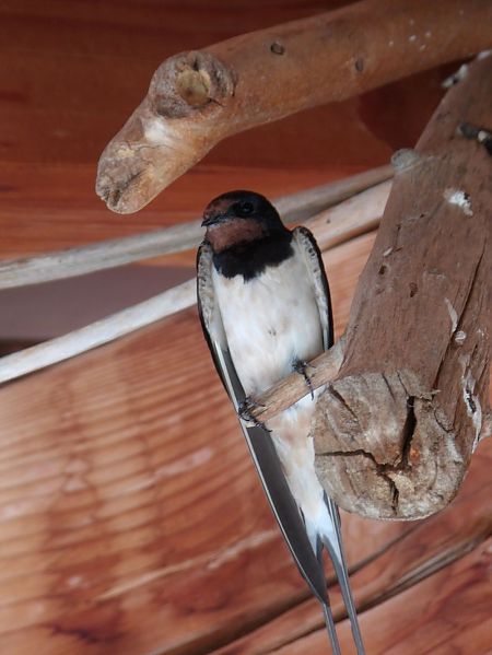 Hirondelle rustique  - Yvan Le Cossec