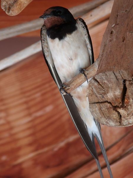 Hirondelle rustique  - Yvan Le Cossec