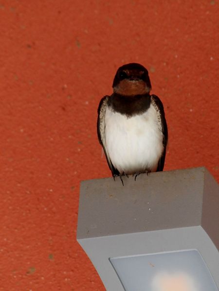 Hirondelle rustique  - Yvan Le Cossec