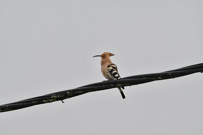 Huppe fasciée  - Lysianne et Michel Hainaut