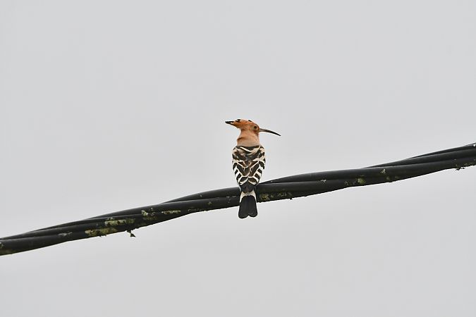Huppe fasciée  - Lysianne et Michel Hainaut