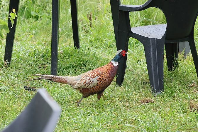 Faisan de Colchide  - Thierry Rousselot