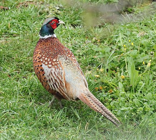 Faisan de Colchide  - Thierry Rousselot