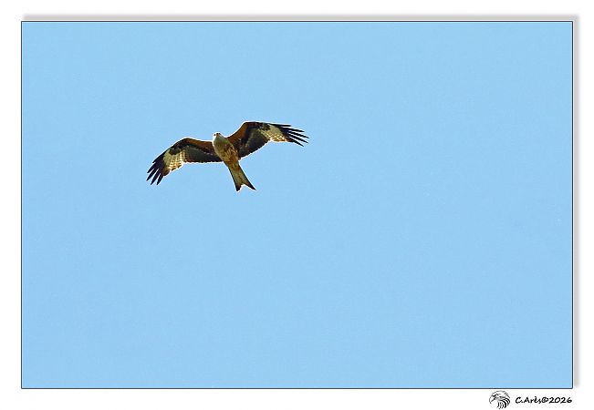 Milan royal  - Claude Ares