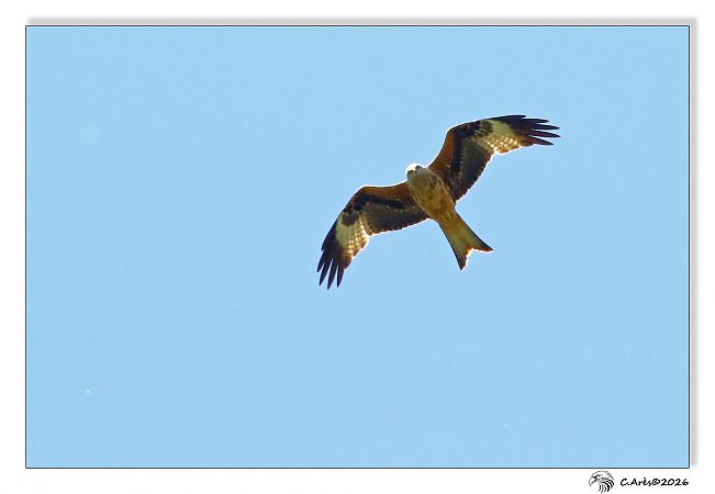 Milan royal  - Claude Ares