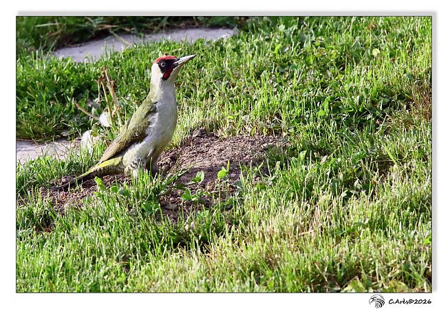 Pic vert  - Claude Ares