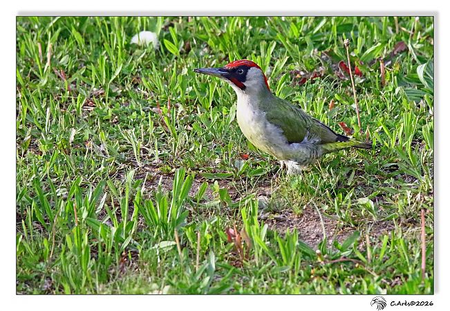 Pic vert  - Claude Ares