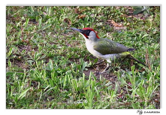 Pic vert  - Claude Ares