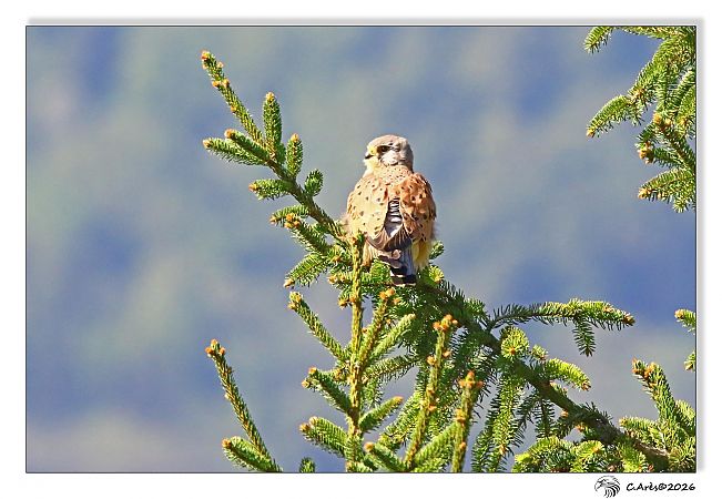 Faucon crécerelle  - Claude Ares