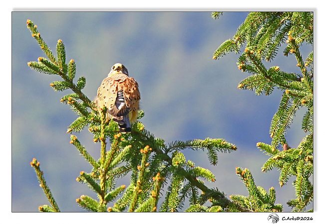Faucon crécerelle  - Claude Ares