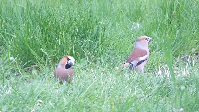 Grosbec casse-noyaux  - Sylvie Bourrieau