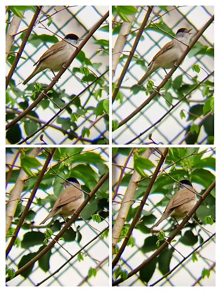 Fauvette à tête noire  - Laurent Pascual-Le Tallec