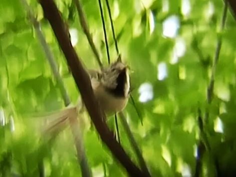 Mésange huppée  - Laurent Pascual-Le Tallec