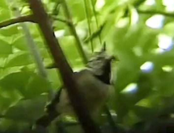 Mésange huppée  - Laurent Pascual-Le Tallec