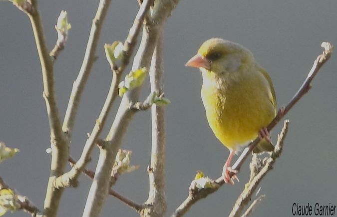 Verdier d'Europe  - Claude Garnier