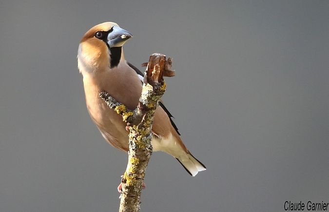 Grosbec casse-noyaux  - Claude Garnier