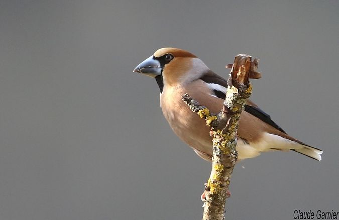 Grosbec casse-noyaux  - Claude Garnier