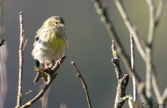 Serin cini  - Claude Garnier