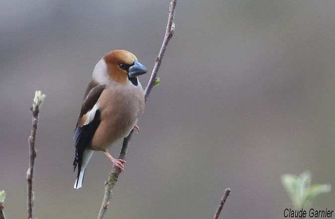 Grosbec casse-noyaux  - Claude Garnier