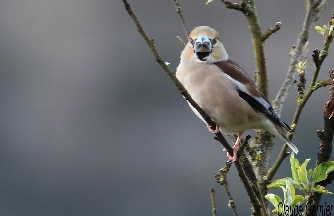 Grosbec casse-noyaux  - Claude Garnier