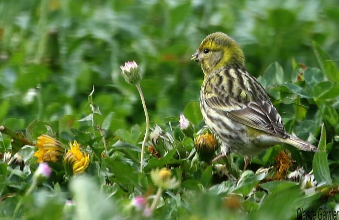 Serin cini  - Claude Garnier