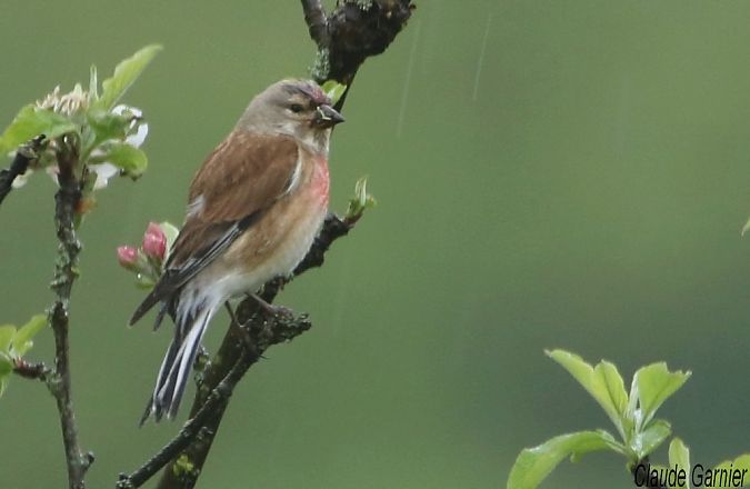 Linotte mélodieuse  - Claude Garnier