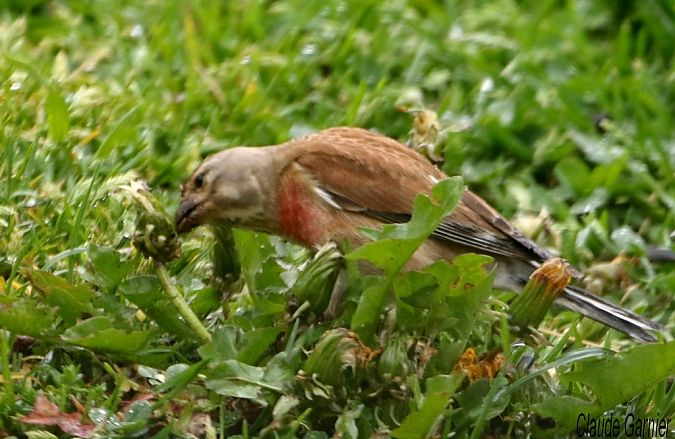 Linotte mélodieuse  - Claude Garnier