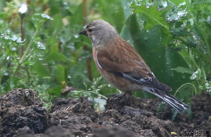 Linotte mélodieuse  - Claude Garnier