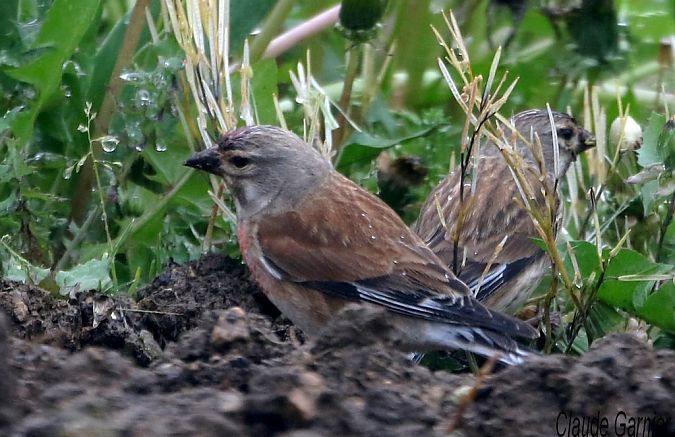Linotte mélodieuse  - Claude Garnier