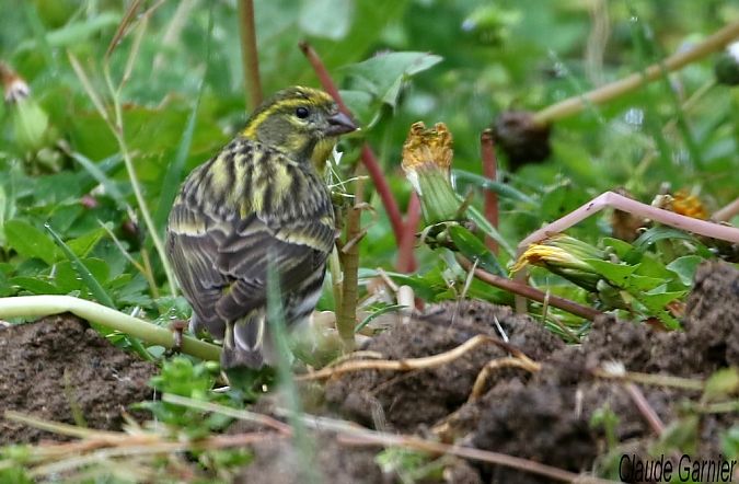 Serin cini  - Claude Garnier