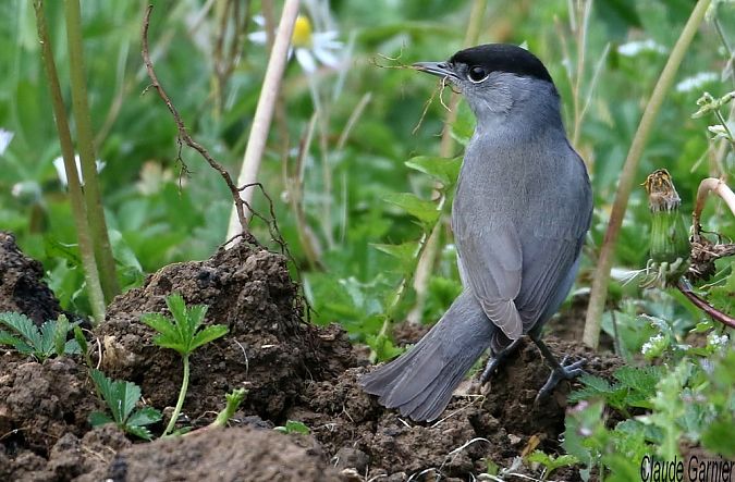 Fauvette à tête noire  - Claude Garnier