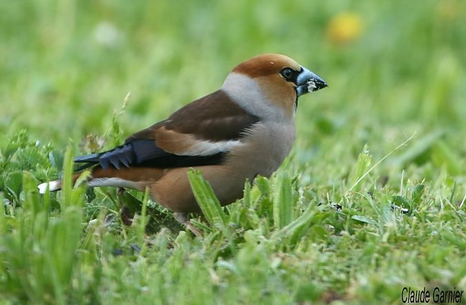 Grosbec casse-noyaux  - Claude Garnier