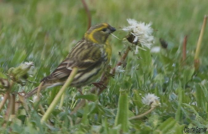 Serin cini  - Claude Garnier