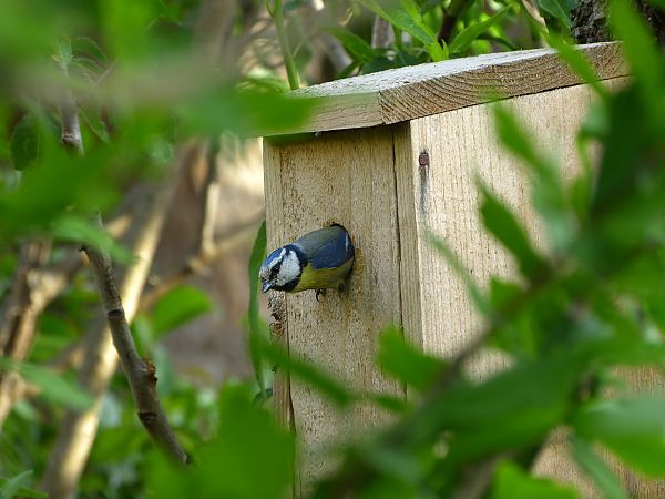 Mésange bleue  - Daniel Bruzac