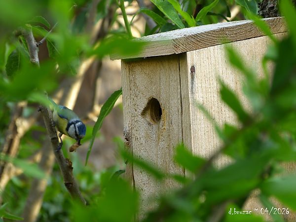 Mésange bleue  - Daniel Bruzac
