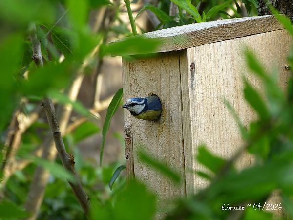 Mésange bleue  - Daniel Bruzac