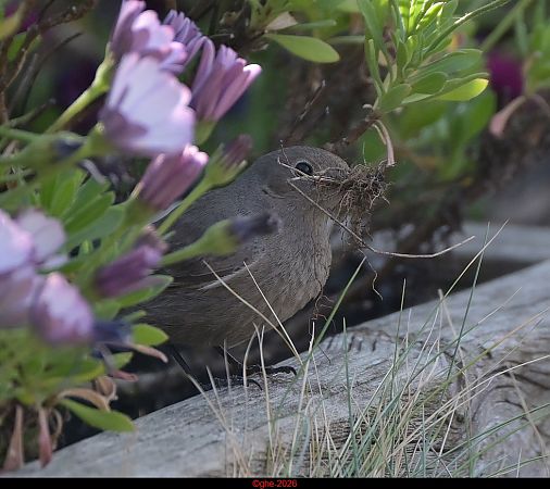 Rougequeue noir  - Ghislaine Escoubeyrou