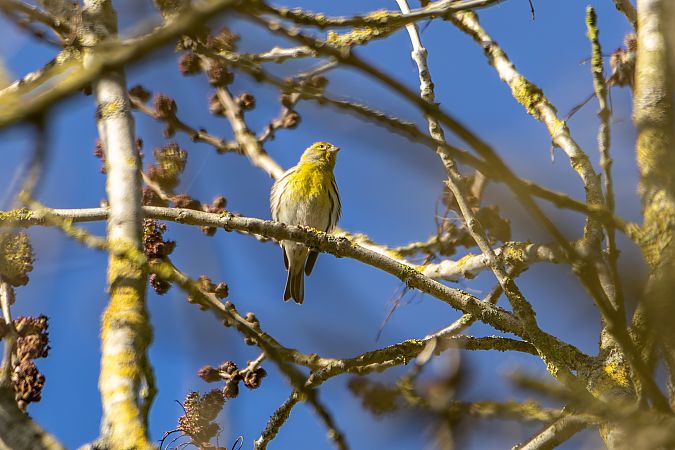 Serin cini  - Isabelle Drouet